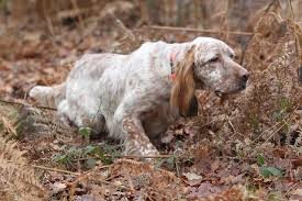 Setter à l'arrêt