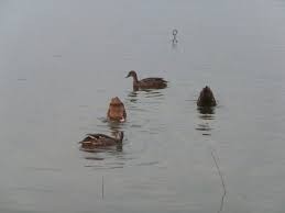 Canards 
