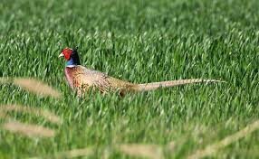 Coq Faisan