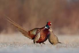 Coq et poule Faisan