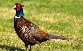 Coq 