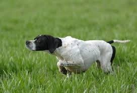 Pointer