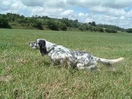 setter anglais