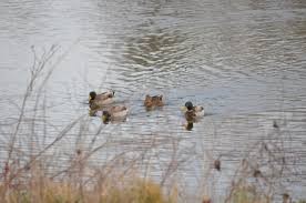 Canards
