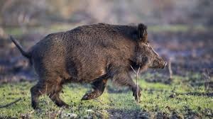 Sanglier solitaire