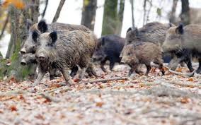Harde de Sangliers